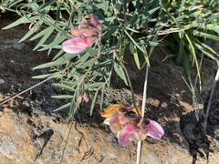 Lathyrus vestitus