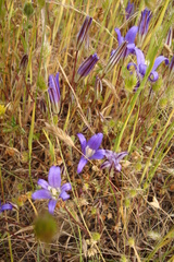 Brodiaea