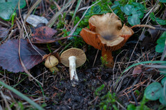 Cortinarius venetus