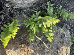 Polypodium californicum