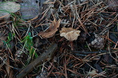 Lentinellus micheneri