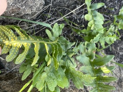 Polypodium californicum