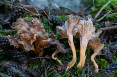 Craterellus lutescens
