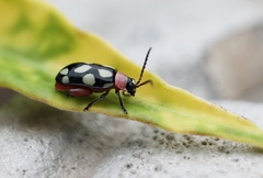 Omophoita