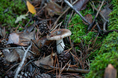 Russula cessans