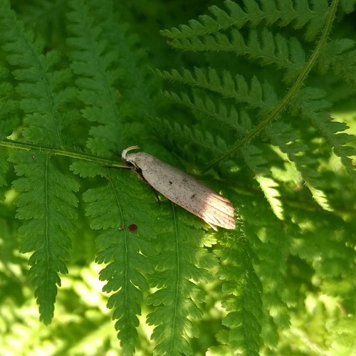 Gold-striped Leaftier Moth photo 6