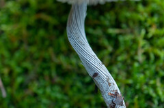 Mycena polygramma