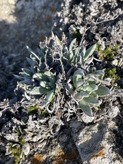 Dudleya abramsii