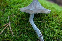 Mycena polygramma