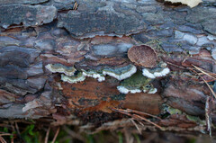 Trichaptum laricinum