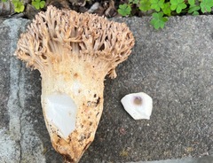 Ramaria rubrievanescens