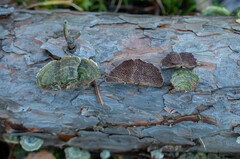 Trichaptum laricinum