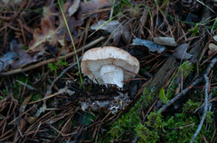 Leucocortinarius bulbiger