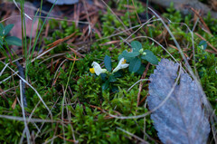 Polygaloides chamaebuxus