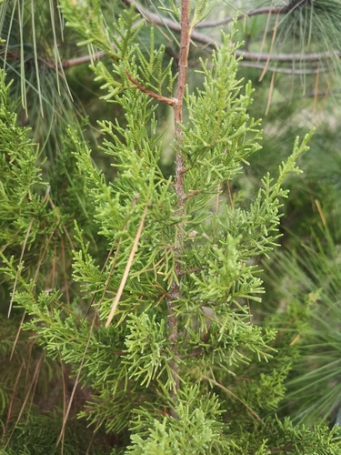 Image of Juniperus canariensis by no rights reserved