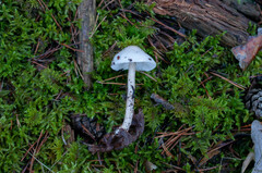 Zhuliangomyces illinitus