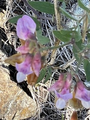 Lathyrus vestitus