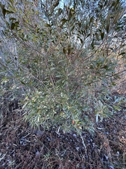 Morella cerifera