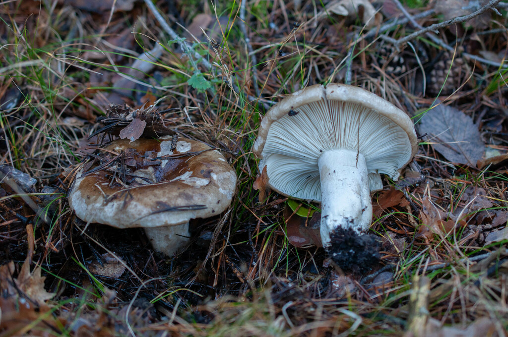 Gołąbek ostroblaszkowy