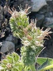 Phacelia imbricata