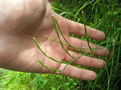 Equisetum bogotense