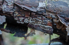 Gloeophyllum abietinum