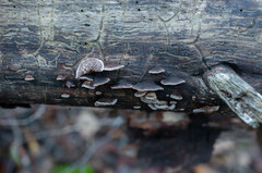 Gloeophyllum abietinum