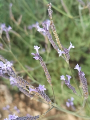 Lavandula