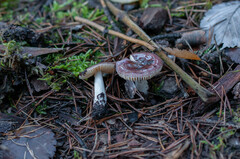 Russula cessans