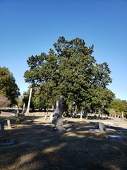 Magnolia grandiflora