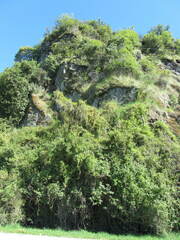 Olearia avicenniifolia