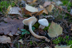 Hygrophorus hedrychii