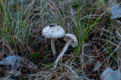 Zhuliangomyces illinitus