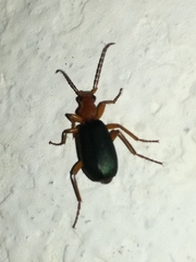 Brachinus crepitans