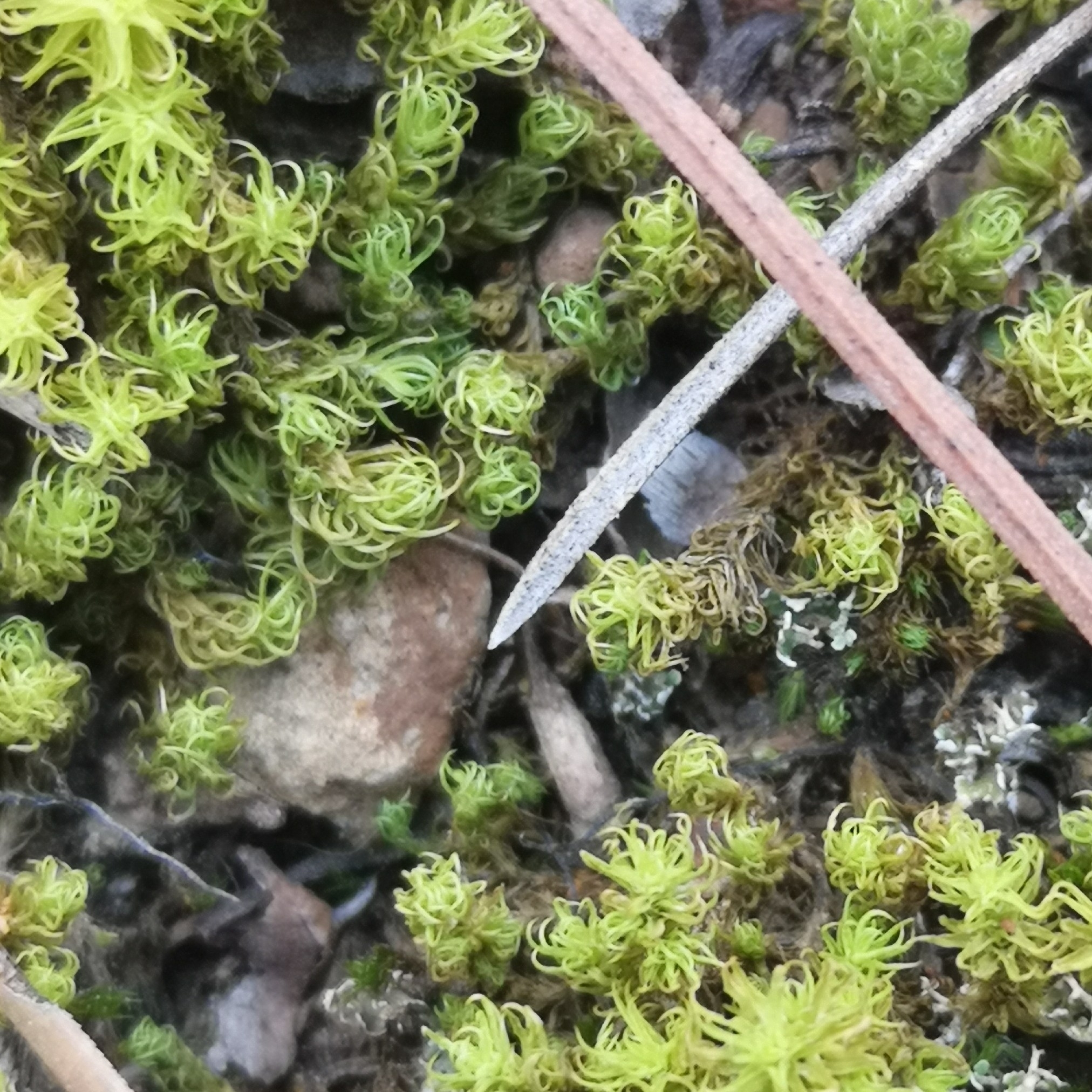 Pleurochaete squarrosa