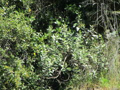 Olearia avicenniifolia