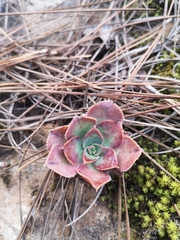 Aeonium