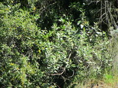 Olearia avicenniifolia