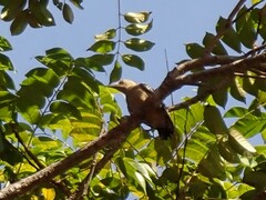 Melanerpes hoffmannii