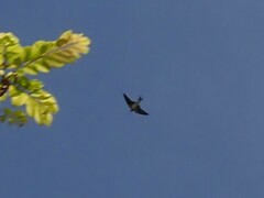 Hirundo rustica