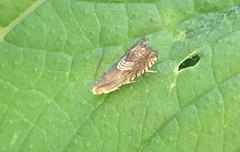 Grapholita delineana