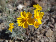 Psilostrophe tagetina