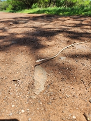 Thelotornis capensis