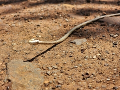 Thelotornis capensis