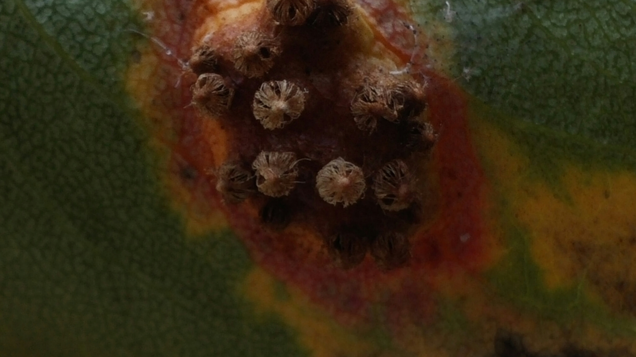 Gymnosporangium sabinae image