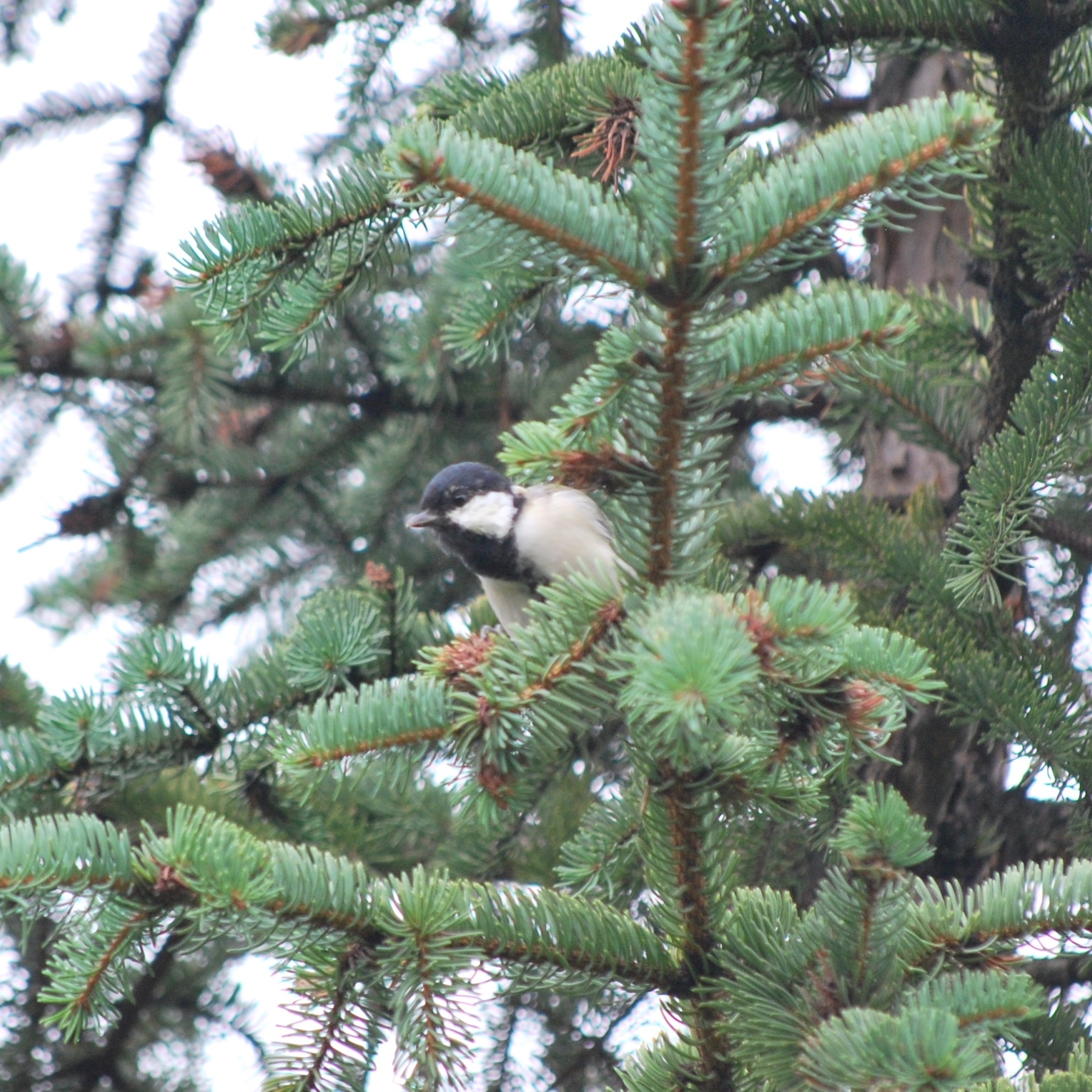 Cinereous Tit