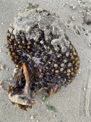 Saccorhiza polyschides