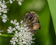 Andrena crataegi