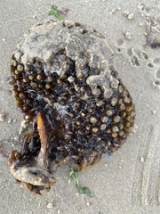 Saccorhiza polyschides