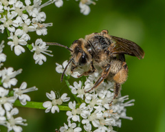 Andrena crataegi